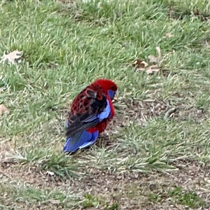 Platycercus elegans at Braddon, ACT - 18 Sep 2024