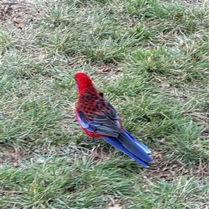 Platycercus elegans at Braddon, ACT - 18 Sep 2024