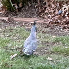 Ocyphaps lophotes (Crested Pigeon) at Braddon, ACT - 18 Sep 2024 by Hejor1