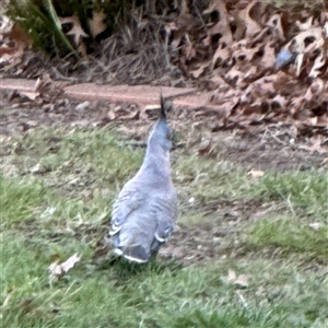 Ocyphaps lophotes at Braddon, ACT - 18 Sep 2024