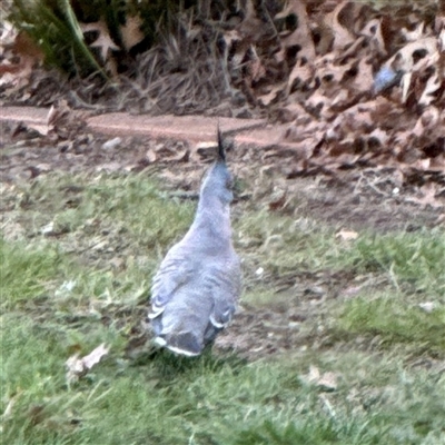 Ocyphaps lophotes (Crested Pigeon) at Braddon, ACT - 18 Sep 2024 by Hejor1