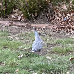 Ocyphaps lophotes at Braddon, ACT - 18 Sep 2024