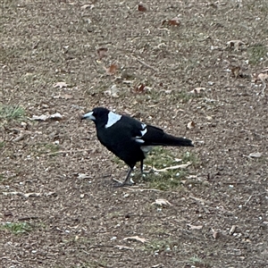 Gymnorhina tibicen at Braddon, ACT - 18 Sep 2024