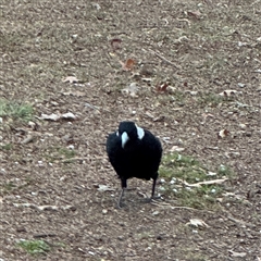 Gymnorhina tibicen at Braddon, ACT - 18 Sep 2024