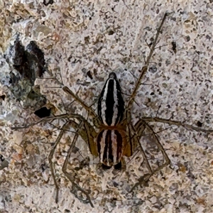 Oxyopes gracilipes at Russell, ACT - 19 Sep 2024