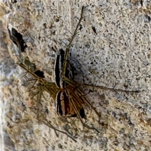 Oxyopes gracilipes at Russell, ACT - 19 Sep 2024