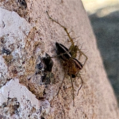 Oxyopes gracilipes at Russell, ACT - 19 Sep 2024