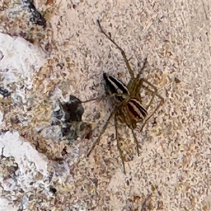 Oxyopes gracilipes at Russell, ACT - 19 Sep 2024