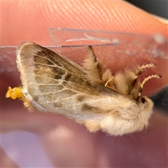 Doratifera pinguis at Braddon, ACT - 20 Sep 2024