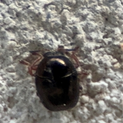 Ditropidus sp. (genus) at Reid, ACT - 20 Sep 2024