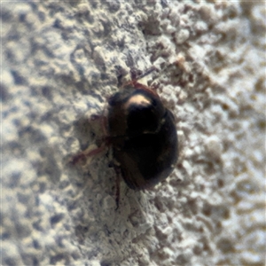 Ditropidus sp. (genus) at Reid, ACT - 20 Sep 2024 04:30 PM