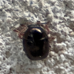 Ditropidus sp. (genus) at Reid, ACT - 20 Sep 2024 04:30 PM