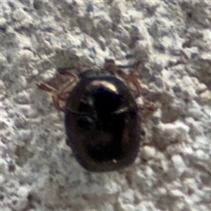 Ditropidus sp. (genus) at Reid, ACT - 20 Sep 2024