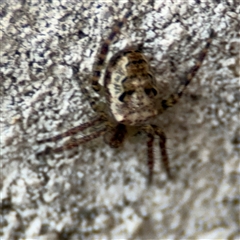 Araneus eburnus (Bush orb weaver) at Reid, ACT - 20 Sep 2024 by Hejor1