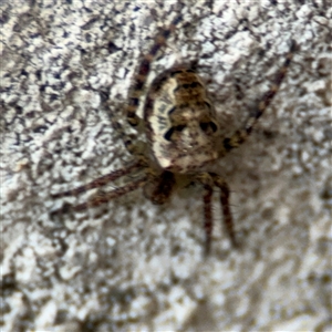 Araneus eburnus at Reid, ACT - 20 Sep 2024