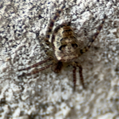 Araneus eburnus (Bush orb weaver) at Reid, ACT - 20 Sep 2024 by Hejor1