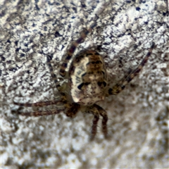 Araneus eburnus at Reid, ACT - 20 Sep 2024