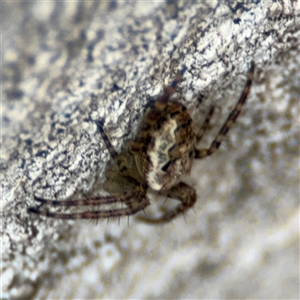 Araneus eburnus at Reid, ACT - 20 Sep 2024