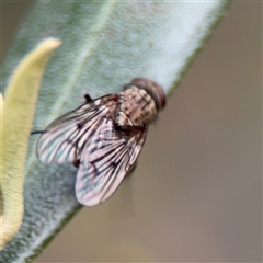 Helina sp. (genus) at Reid, ACT - 20 Sep 2024