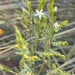 Olax stricta (Olax) at Tianjara, NSW - 21 Aug 2024 by JaneR