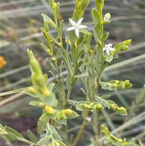 Olax stricta at Tianjara, NSW - 21 Aug 2024 03:25 PM