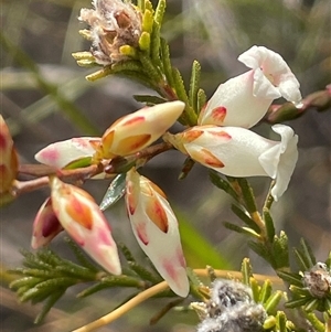 Epacris obtusifolia at Tianjara, NSW - 21 Aug 2024