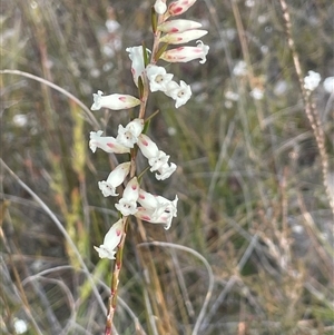 Epacris obtusifolia at Tianjara, NSW - 21 Aug 2024