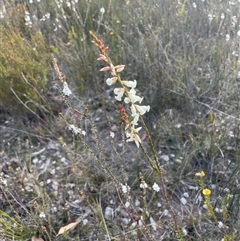 Epacris obtusifolia at Tianjara, NSW - 21 Aug 2024