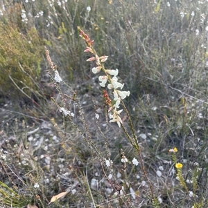 Epacris obtusifolia at Tianjara, NSW - 21 Aug 2024 03:38 PM