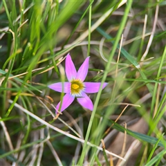 Romulea rosea (Onion Grass) at Reid, ACT - 20 Sep 2024 by Hejor1