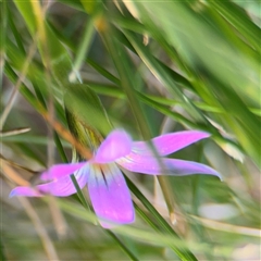 Romulea rosea at Reid, ACT - 20 Sep 2024