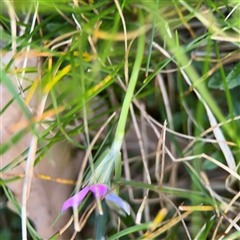 Romulea rosea at Reid, ACT - 20 Sep 2024