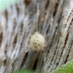 Australomimetus sp. (genus) (Unidentified Pirate spider) at Reid, ACT - 20 Sep 2024 by Hejor1