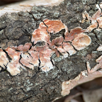 Byssomerulius corium (Netted Crust) at Reid, ACT - 20 Sep 2024 by Hejor1