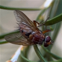 Dichaetomyia sp. (genus) at Reid, ACT - 20 Sep 2024 by Hejor1