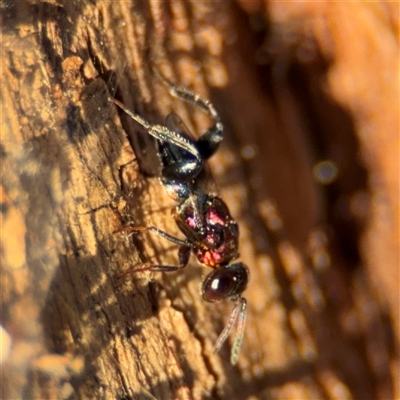 Agamerion cleptideum (A Chalcid wasp) at Reid, ACT - 20 Sep 2024 by Hejor1