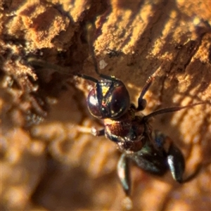 Agamerion cleptideum at Reid, ACT - 20 Sep 2024 05:07 PM