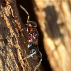 Agamerion cleptideum at Reid, ACT - 20 Sep 2024 05:07 PM