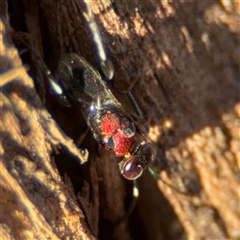 Agamerion cleptideum at Reid, ACT - 20 Sep 2024 05:07 PM