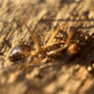 Camponotus sp. (genus) at Campbell, ACT - 20 Sep 2024