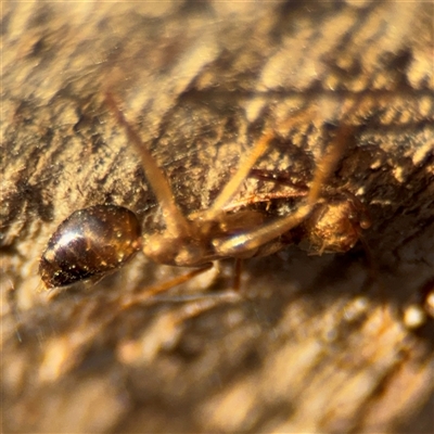 Camponotus sp. (genus) (A sugar ant) at Campbell, ACT - 20 Sep 2024 by Hejor1