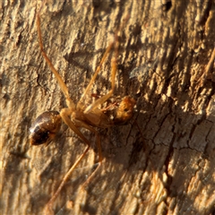 Camponotus sp. (genus) at Campbell, ACT - 20 Sep 2024