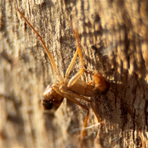 Camponotus sp. (genus) at Campbell, ACT - 20 Sep 2024