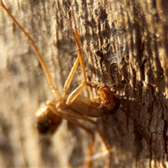 Camponotus sp. (genus) at Campbell, ACT - 20 Sep 2024