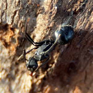 Polyrhachis sp. (genus) at Reid, ACT - 20 Sep 2024