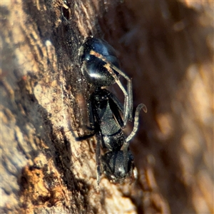 Polyrhachis sp. (genus) at Reid, ACT - 20 Sep 2024