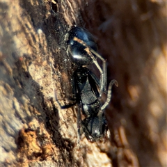 Polyrhachis sp. (genus) at Reid, ACT - 20 Sep 2024