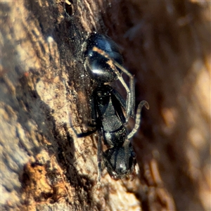 Polyrhachis sp. (genus) at Reid, ACT - 20 Sep 2024