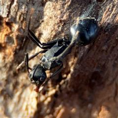 Polyrhachis sp. (genus) at Reid, ACT - 20 Sep 2024 05:07 PM