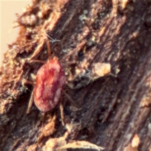 Erythraeidae (family) at Campbell, ACT - 20 Sep 2024